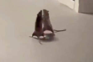 Крысы устроили подпольные бои в Сингапуре — видео 