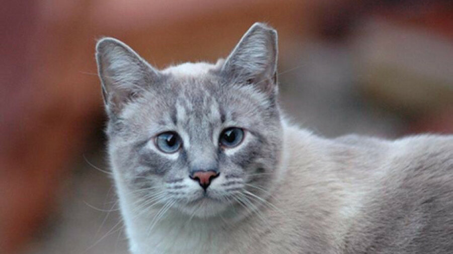 Кампанию по отрезанию кончика уха кошкам начали в Узбекистане 
