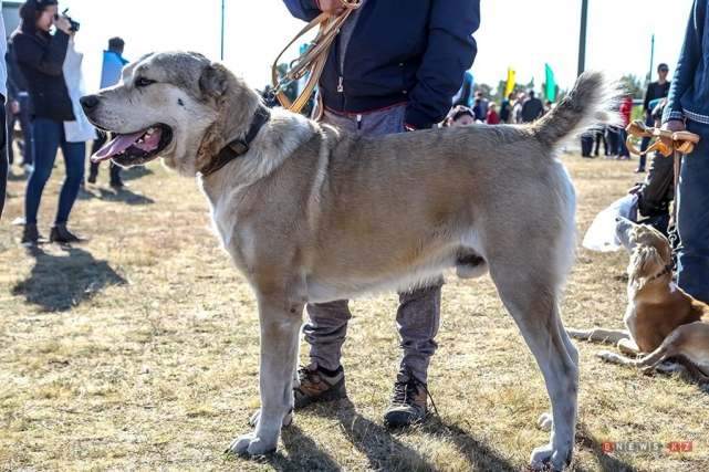 Казахский тобет и казахская тазы показали себя во всей красе — фото 3