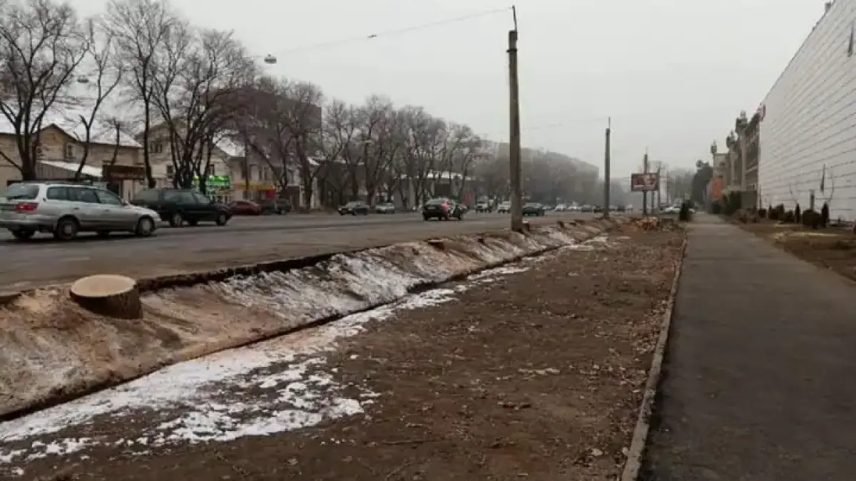 Токаев возмутился продолжающейся вырубкой деревьев в Алматы