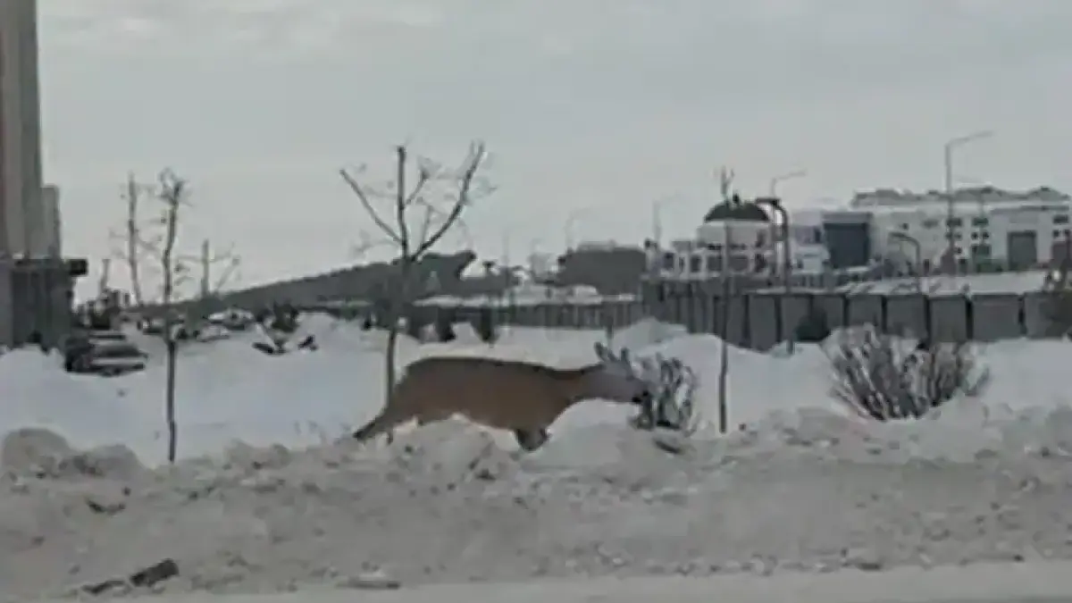 Дикий олененок бегает по Нур-Султану, появилось видео