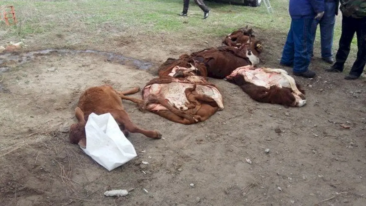 Livestock epidemic in Kazakhstan leads to mass deaths. Cows' and calves' horns and hooves become deformed