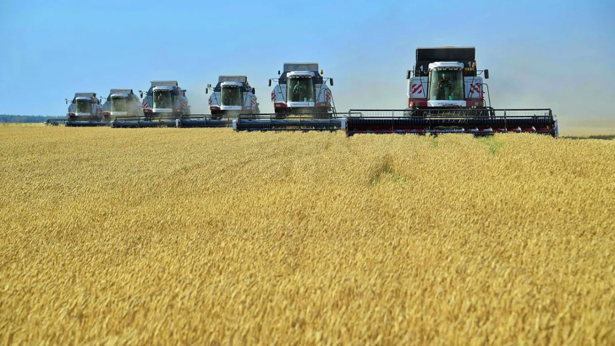 Wheat harvest in the Pavlodar region
