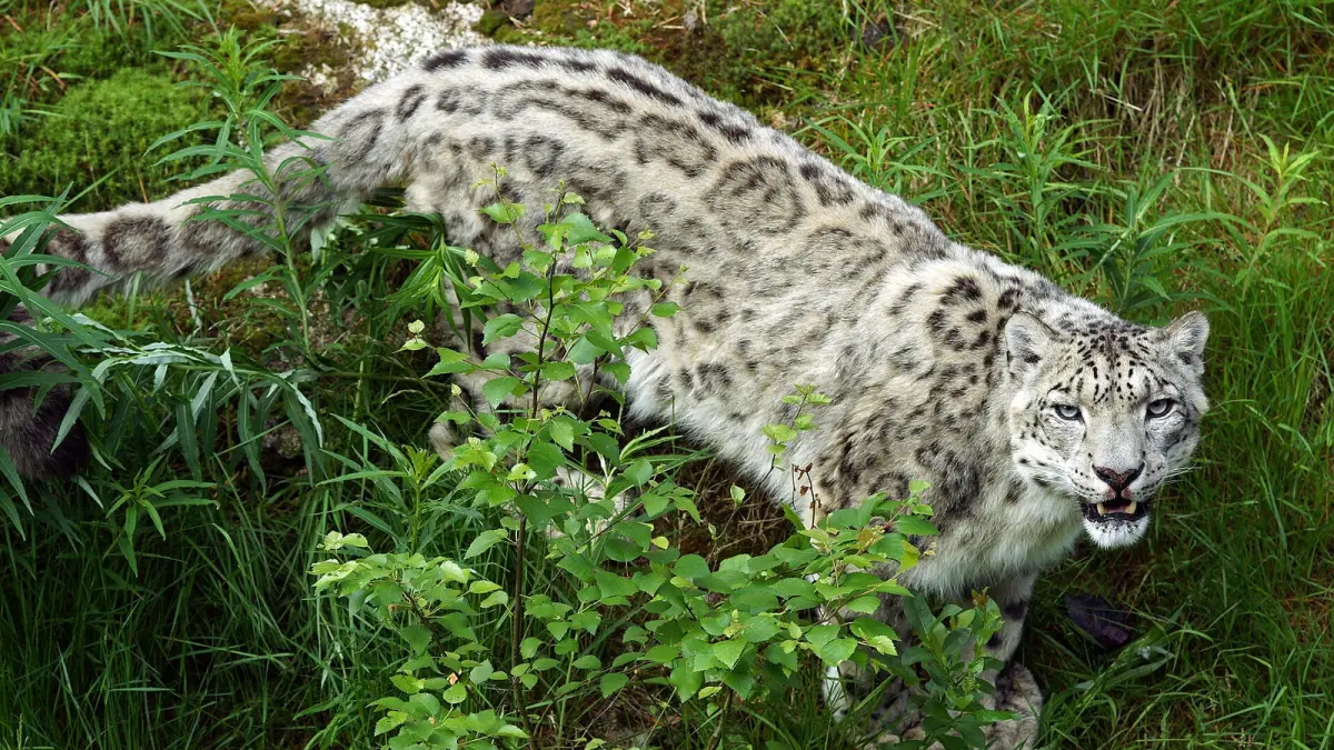 A snow leopard