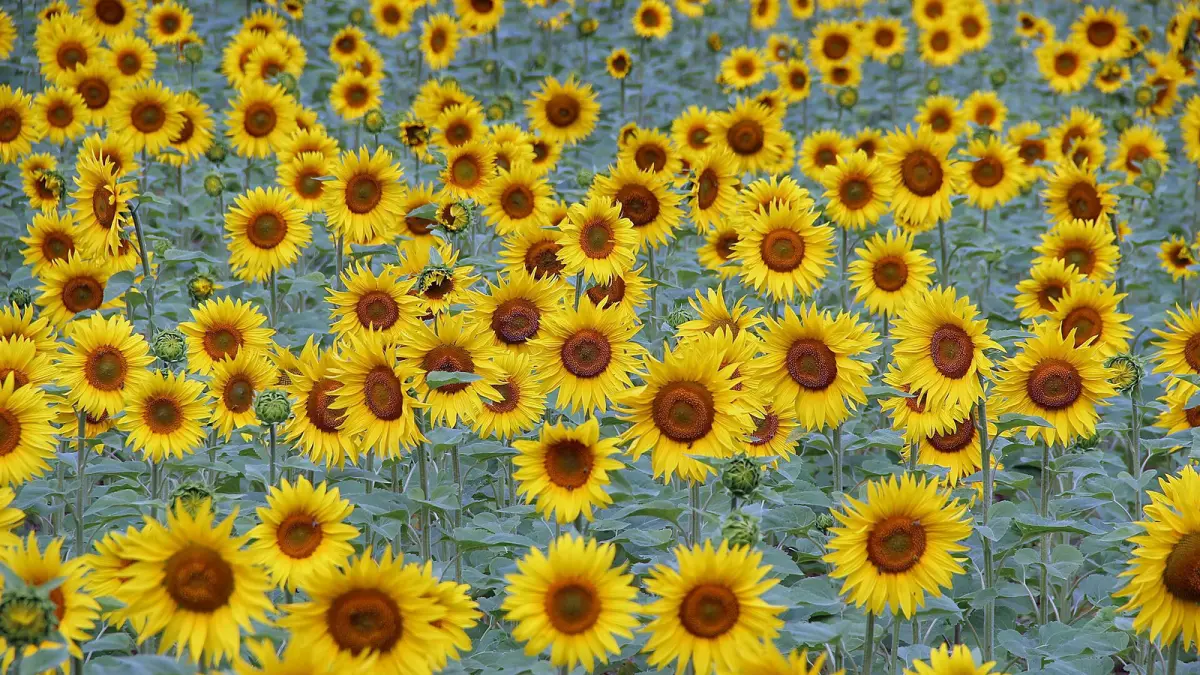 A sunflower field