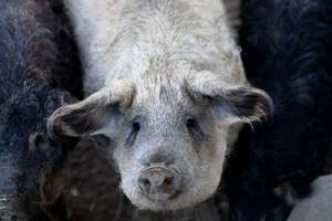 Гигантские свиньи съели 71-летнего фермера 