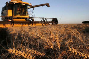 Казахстан соберет урожай зерновых до 20,5 миллиона тонн — Минсельхоз 