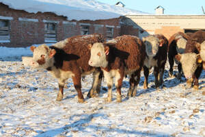 Падеж скота в Алматинской области прокомментировал облакимат 