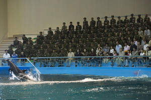 Северная Корея начала готовить боевых дельфинов 