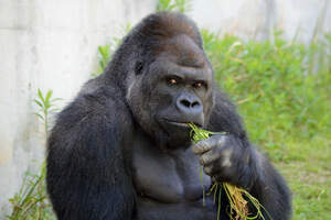 Пограничники стали «гориллами» для противостояния нашествию обезъян 