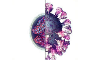 Первое реальное 3D-изображение коронавируса сделано учеными. Видео 