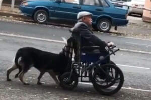 Пёс толкает коляску деда-инвалида, помогая доехать до дома в Таразе 