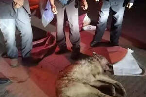 Этнический казах голыми руками убил волка 