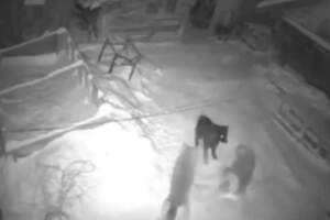 Два огромных волка загрызли пса-защитника в ауле Казахстана. Видео 