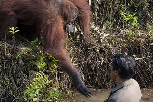 Орангутанг протянул руку помощи человеку, чтобы спасти его 