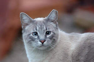 Кампанию по отрезанию кончика уха кошкам начали в Узбекистане 