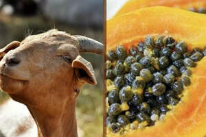 COVID нашли у папайи и козы — скандальные результаты тестирования 