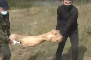 Огромная кость мамонта валялась в Акмолинской области. Видео 