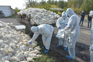 Птичий грипп в Северном Казахстане локализуют — Минсельхоз 