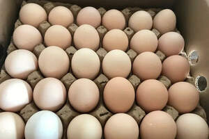«Космические» яйца появились в Казахстане 