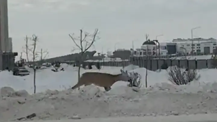 Дикий олененок бегает по Нур-Султану, появилось видео