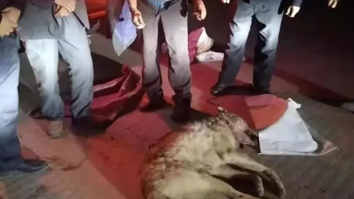 Этнический казах голыми руками убил волка