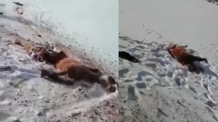 Кровавое месиво. Видео раздавленного поездом табуна лошадей появилось в сети