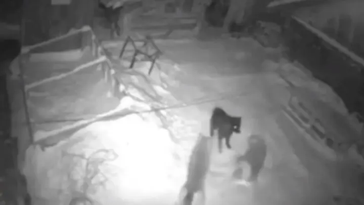 Два огромных волка загрызли пса-защитника в ауле Казахстана. Видео
