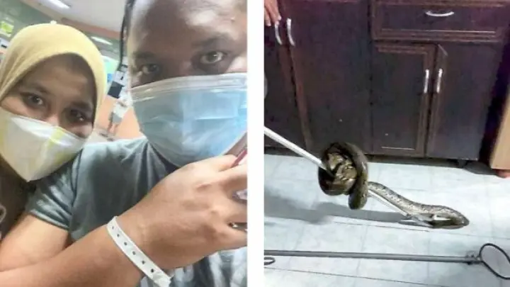 Snake bites man on the buttock while he sits on the toilet