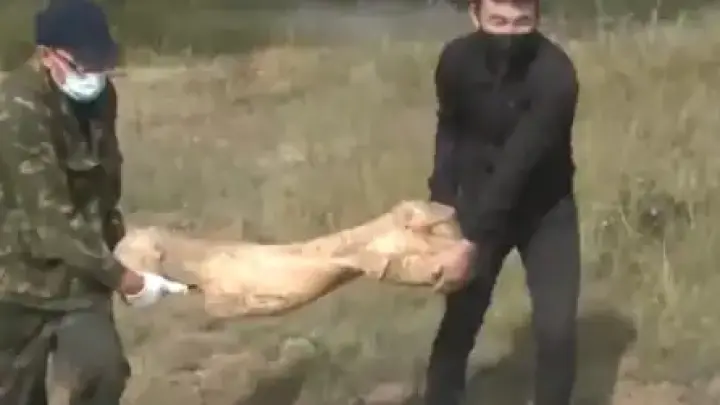 Огромная кость мамонта валялась в Акмолинской области. Видео
