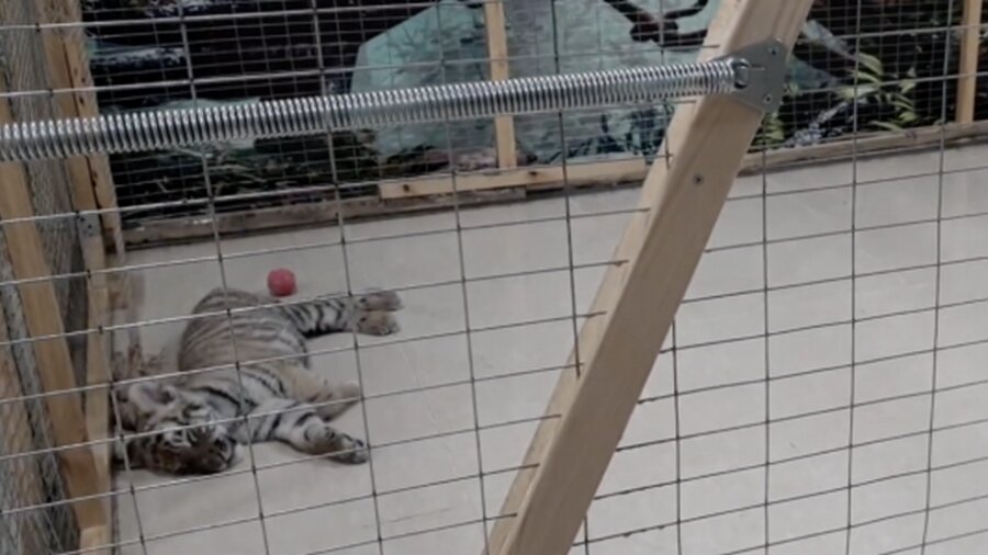 Почему закрыли контактный зоопарк, объяснили в акимате Алматы 