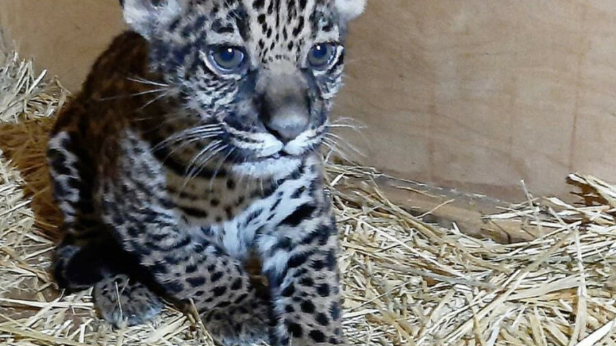 Очаровательный ягуар родился в зоопарке Алматы. Объявлен конкурс 