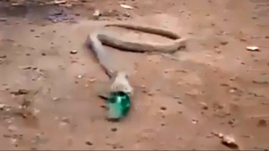 Мучения кобры, проглотившей пластиковую бутылку, сняли на видео 
