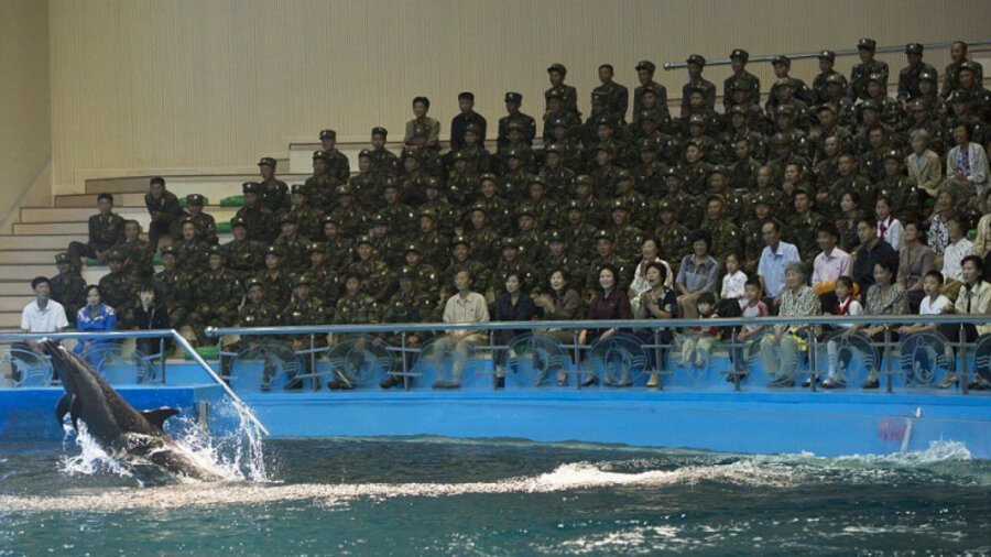 Северная Корея начала готовить боевых дельфинов 