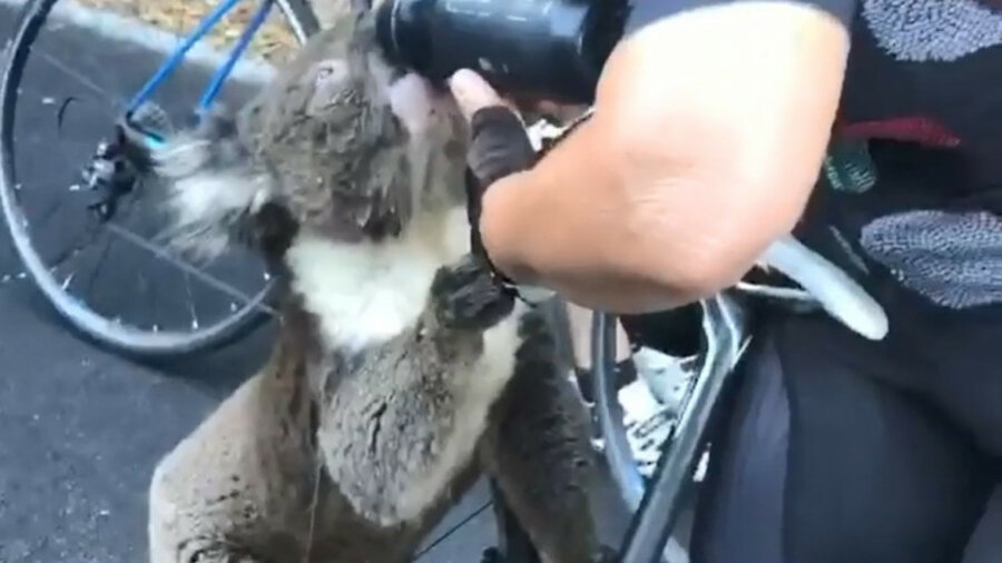 Пожары достали: коала вышла навстречу велосипедистам попить воды 