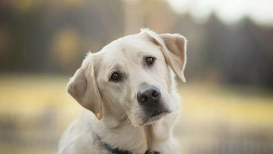 Собаки помогут выявлять бессимптомных больных с COVID-19 