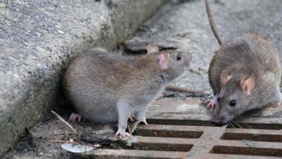 Крысы оккупировали один из жилых комплексов Нур-Султана 