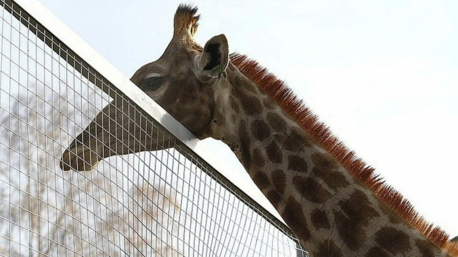 Болевой шок: любимец публики жираф Байтерек умер в зоопарке 