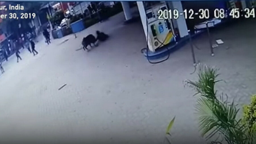 Дикая свинья атаковала людей на автозаправке в Индии 