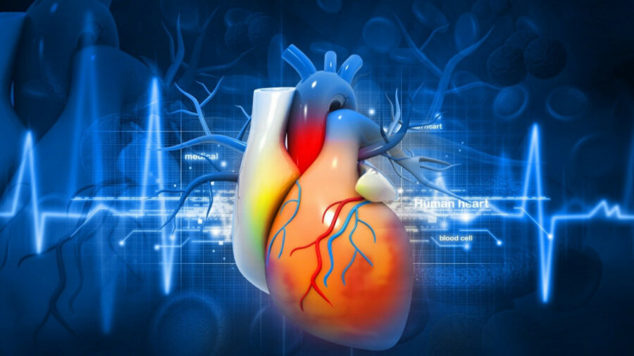 Сердце человека вырастили из стволовых клеток 