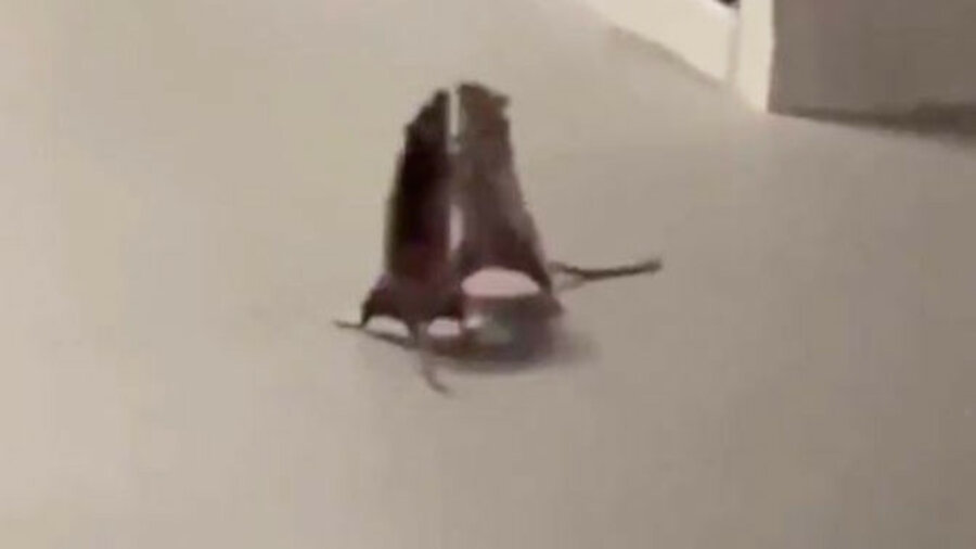 Крысы устроили подпольные бои в Сингапуре — видео 
