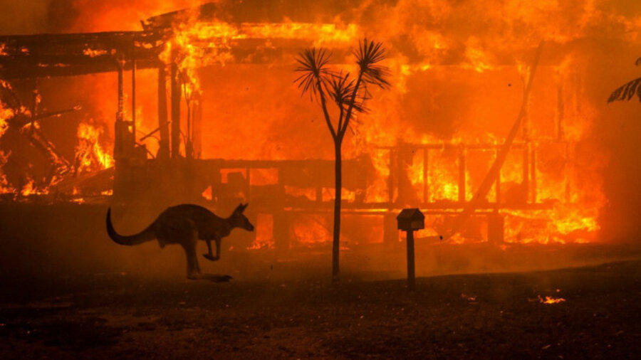 Катастрофа: свыше 1,2 млрд животных сгорело в пожарах Австралии 