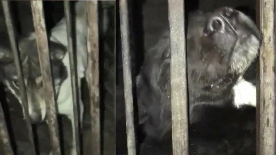 Собаки на мясо: опубликован скандальный ролик из кафе Талдыкоргана 