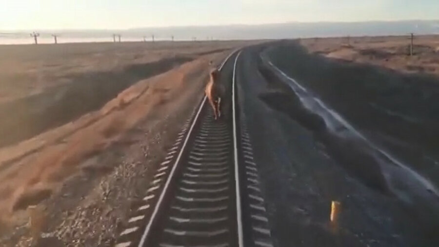 Наглый верблюд 40 минут бежал впереди поезда — видео 