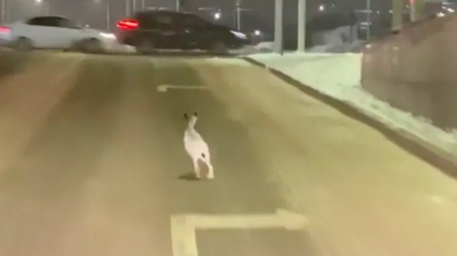 Нур-Султан прирастает зайцами: видео с ушастым на улице снял известный блогер 