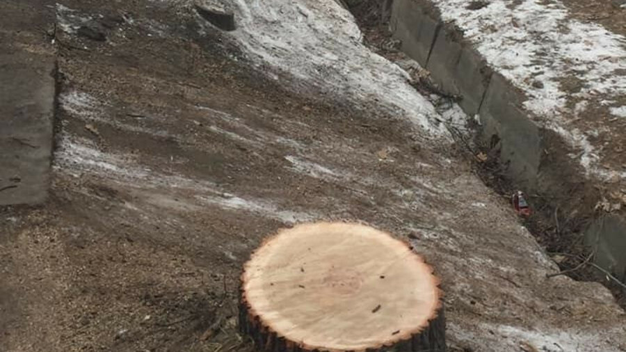 Дровосеками в Алматы оказались подрядчики Sulpak — погибло 13 деревьев 