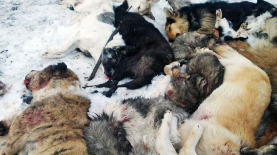 Собак живьем не сжигали: в акиматах Уральска и Атырау опровергли информацию Бриджит Бардо 
