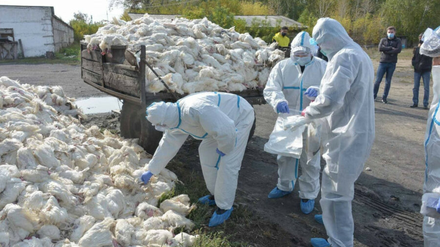 Птичий грипп в Северном Казахстане локализуют — Минсельхоз 