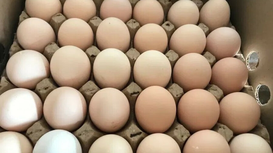 «Космические» яйца появились в Казахстане 