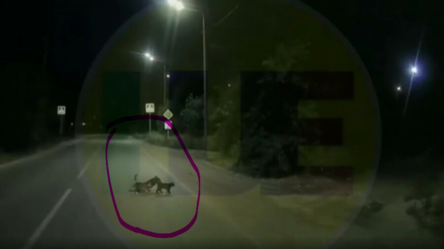 Кошки перевели раненую собаку через дорогу — видео 